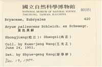 黃色真蘚藏品圖，第2張