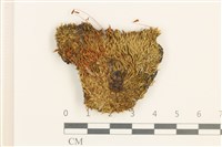 黃色真蘚藏品圖，第1張