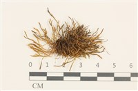 蝦蘚藏品圖，第1張