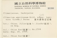 萬年蘚東亞亞種藏品圖，第2張