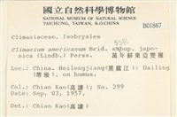 萬年蘚東亞亞種藏品圖，第2張