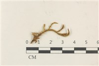 萬年蘚東亞亞種藏品圖，第1張