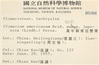 萬年蘚東亞亞種藏品圖，第2張