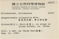 東亞昂氏蘚,東方昂氏蘚藏品圖，第2張