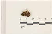 擬昂氏蘚藏品圖，第1張