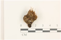 登錄號:B00001873藏品圖，第1張