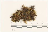登錄號:B00001876藏品圖，第1張