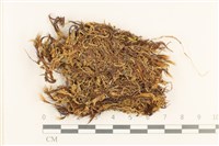 登錄號:B00001877藏品圖，第1張