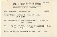 黃曲柄蘚藏品圖，第2張