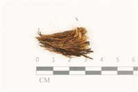 曲柄蘚藏品圖，第1張