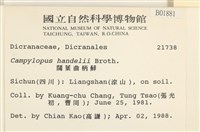 闊葉曲柄蘚藏品圖，第2張