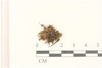 臺灣曲柄蘚藏品圖，第1張