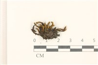 臺灣曲柄蘚藏品圖，第1張