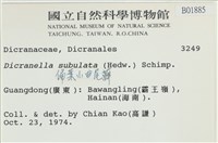 偏葉小曲尾蘚藏品圖，第2張