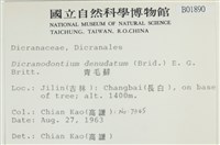 青毛苔藏品圖，第2張