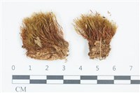 青毛苔藏品圖，第1張