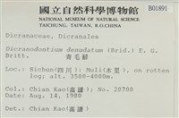 青毛苔藏品圖，第2張