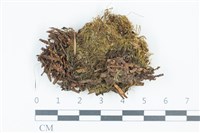 青毛苔藏品圖，第1張