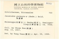 角齒蘚藏品圖，第2張