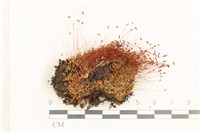 角齒蘚藏品圖，第1張