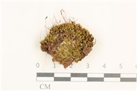 角齒蘚藏品圖，第1張