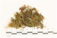 登錄號:B00002032藏品圖，第1張