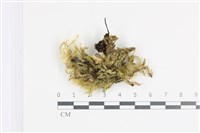 登錄號:B00002091藏品圖，第1張