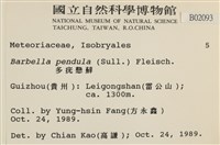 多疣懸蘚藏品圖，第2張