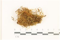 多疣懸蘚藏品圖，第1張