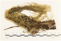 多疣懸蘚藏品圖，第1張