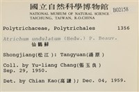 仙鶴蘚藏品圖，第2張