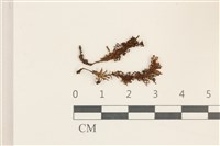 仙鶴蘚藏品圖，第1張