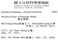 擬金髮蘚藏品圖，第2張