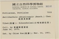 鈍葉美葉蘚藏品圖，第2張