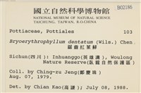 鋸齒紅葉蘚藏品圖，第2張