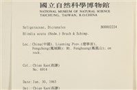 小穗蘚藏品圖，第2張