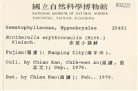 赤莖小錦蘚藏品圖，第2張