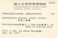 東亞小錦蘚藏品圖，第2張