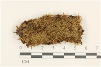 東亞小錦蘚藏品圖，第1張