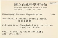 東亞小錦蘚藏品圖，第2張