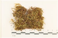 腐木蘚藏品圖，第1張