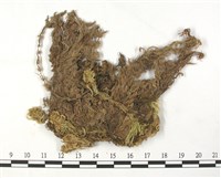 扭枝泥炭蘚藏品圖，第3張