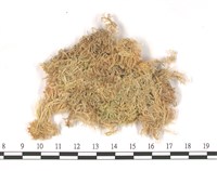 暖地泥炭蘚藏品圖，第1張