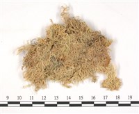 暖地泥炭蘚藏品圖，第3張