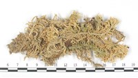 粗葉泥炭蘚藏品圖，第1張