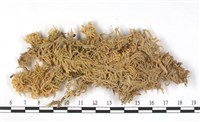 粗葉泥炭蘚藏品圖，第3張