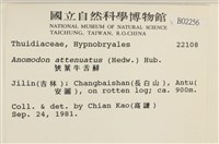 狹葉牛舌蘚藏品圖，第2張