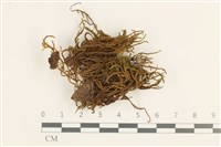 狹葉牛舌蘚藏品圖，第1張