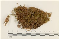 登錄號:B00002258藏品圖，第1張