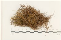 登錄號:B00002261藏品圖，第1張